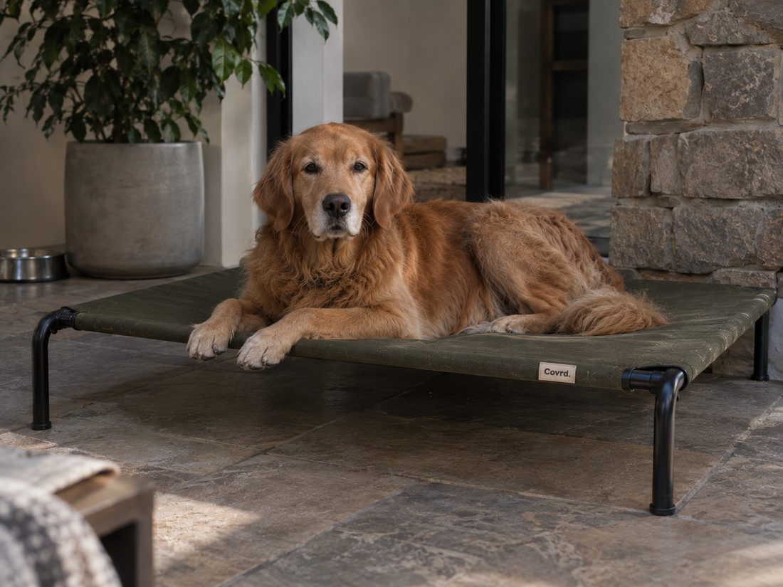 Raised Dog Bed